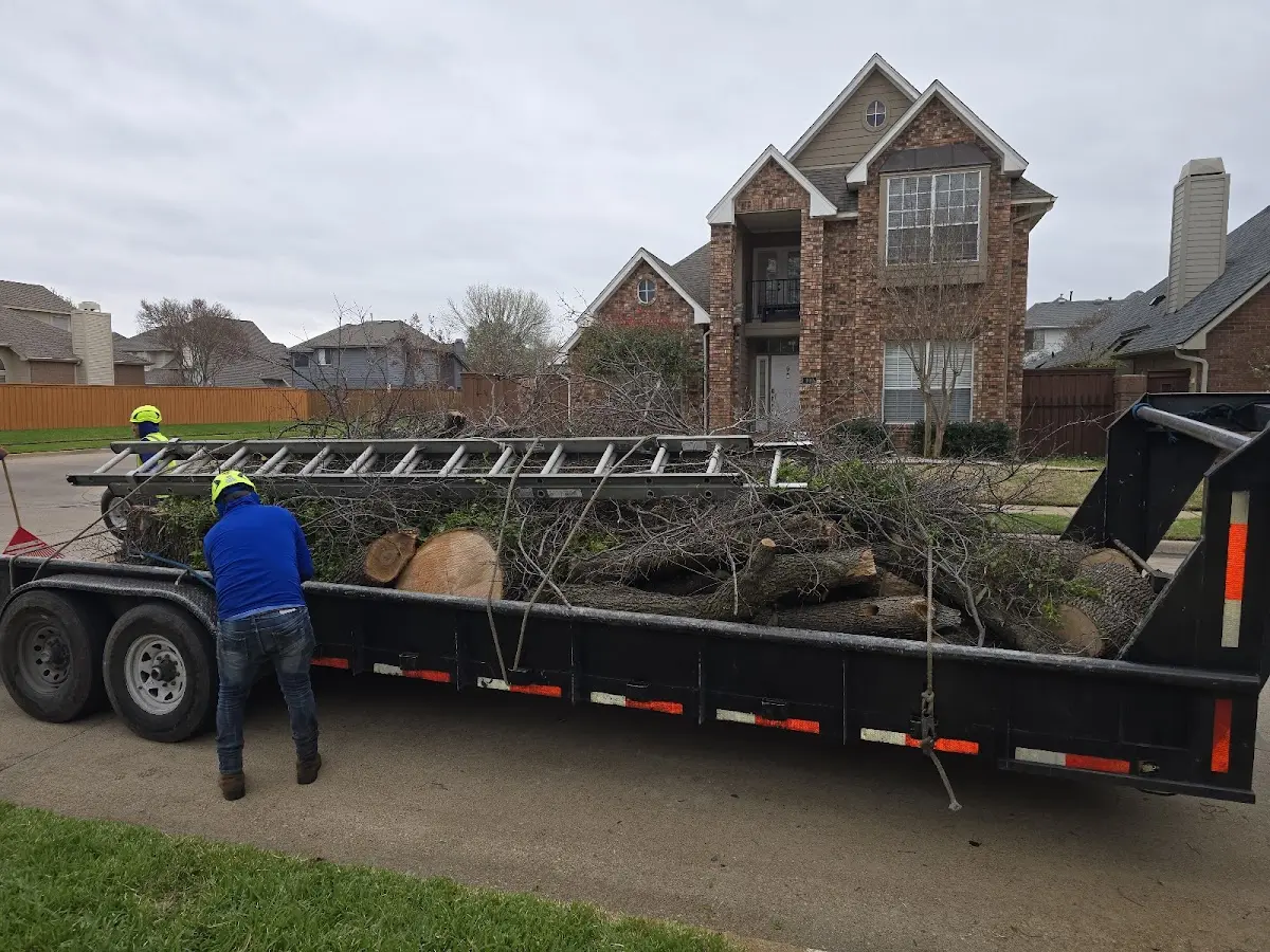 Expert Tree Removal with proper safety equipment in Wren